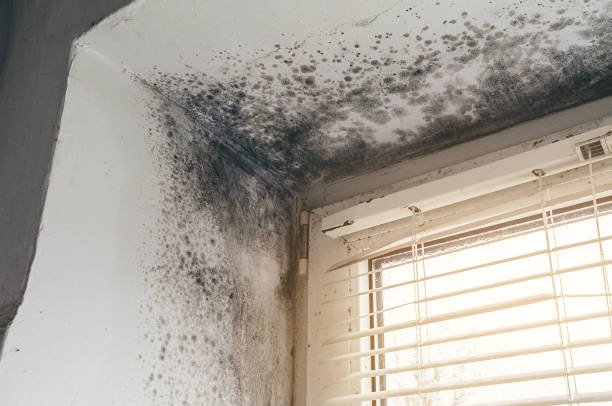 Affordable Hvac And Air Duct Mold Remediation solutions in Grawn, MI